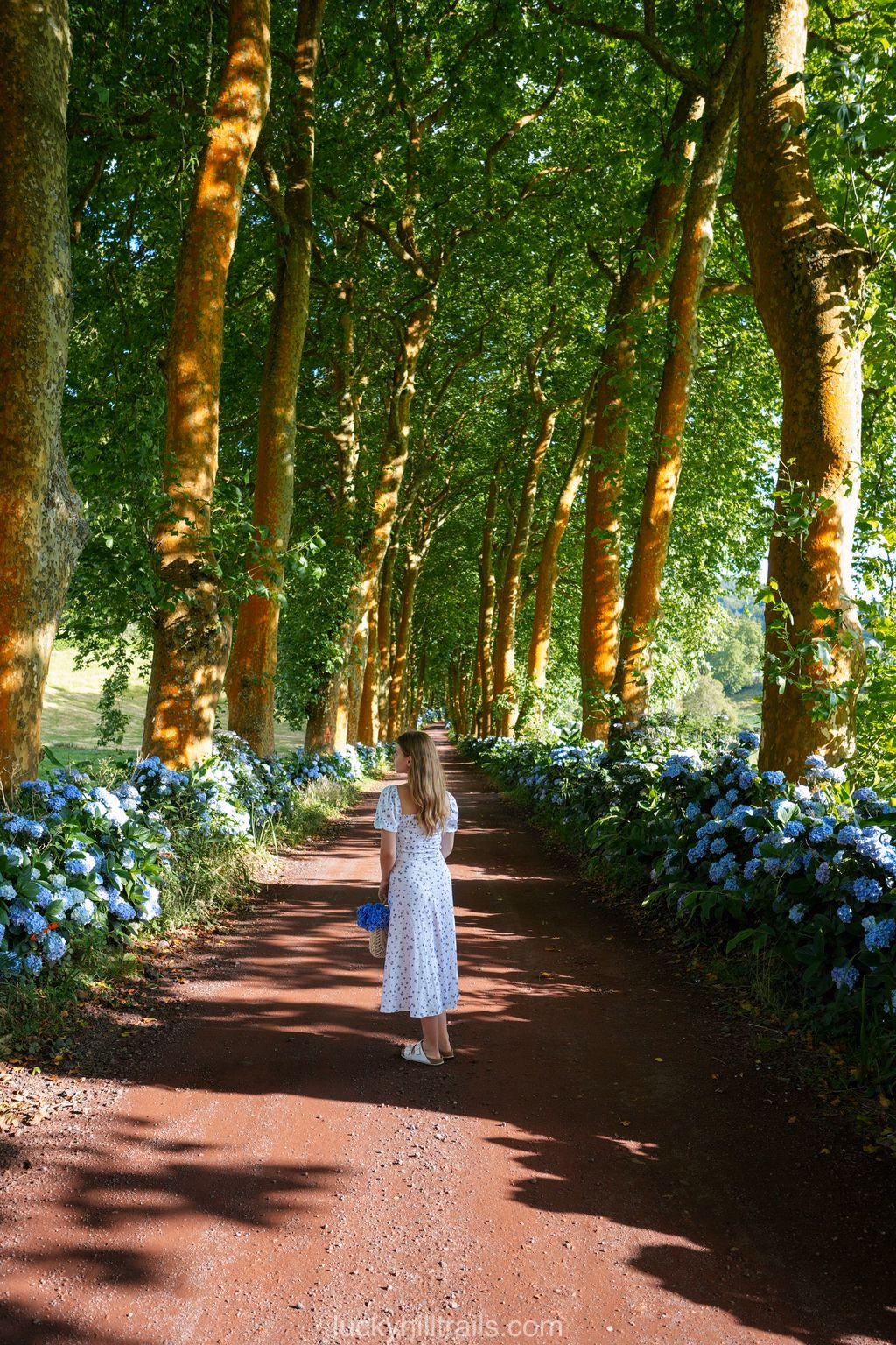 Alameda dos Plátanos avenue lined with plane trees and hydrangeas, São Miguel island, Azores